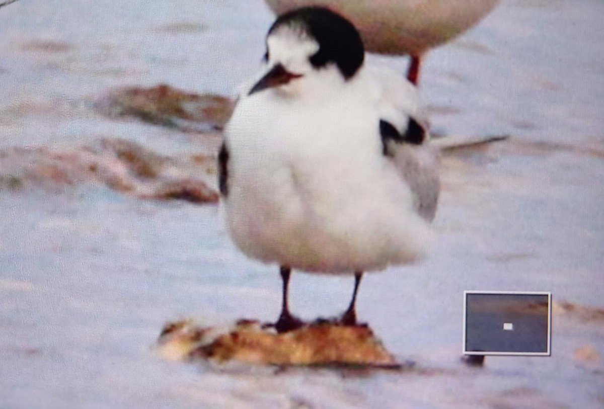 Common Tern - ML374304061