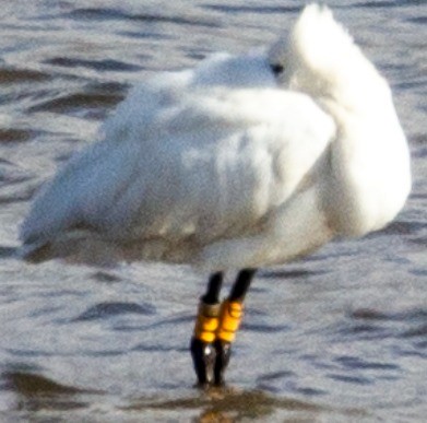 Eurasian Spoonbill - ML374304131