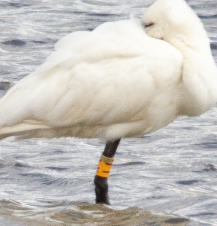 Eurasian Spoonbill - ML374304141