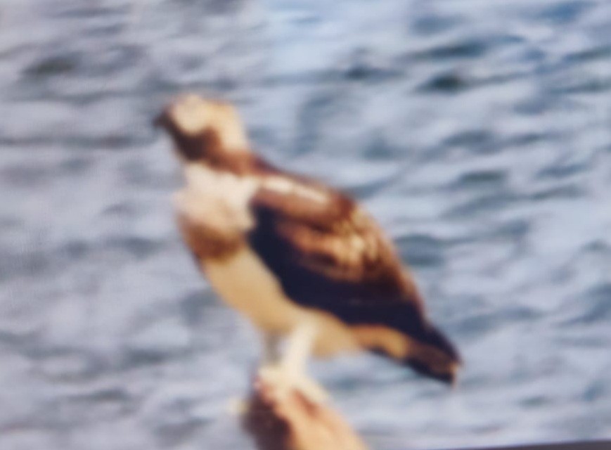 Osprey - SEO Caceres