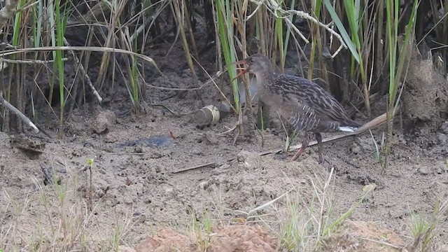 Mangrove Rail - ML374305391