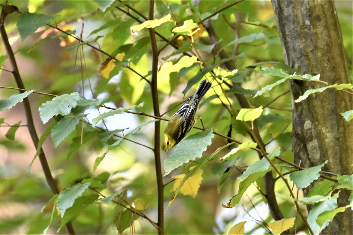 Black-throated Green Warbler - ML374305721