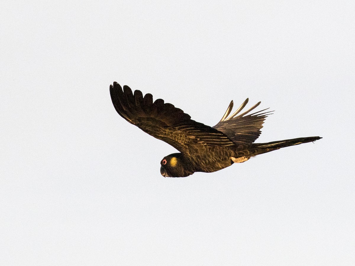 Yellow-tailed Black-Cockatoo - ML374305841