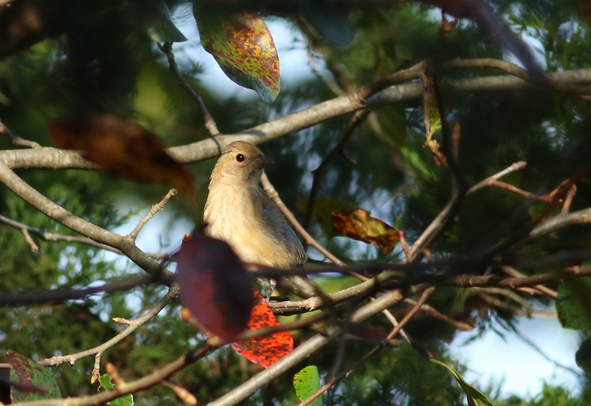 Passerin indigo - ML374306821