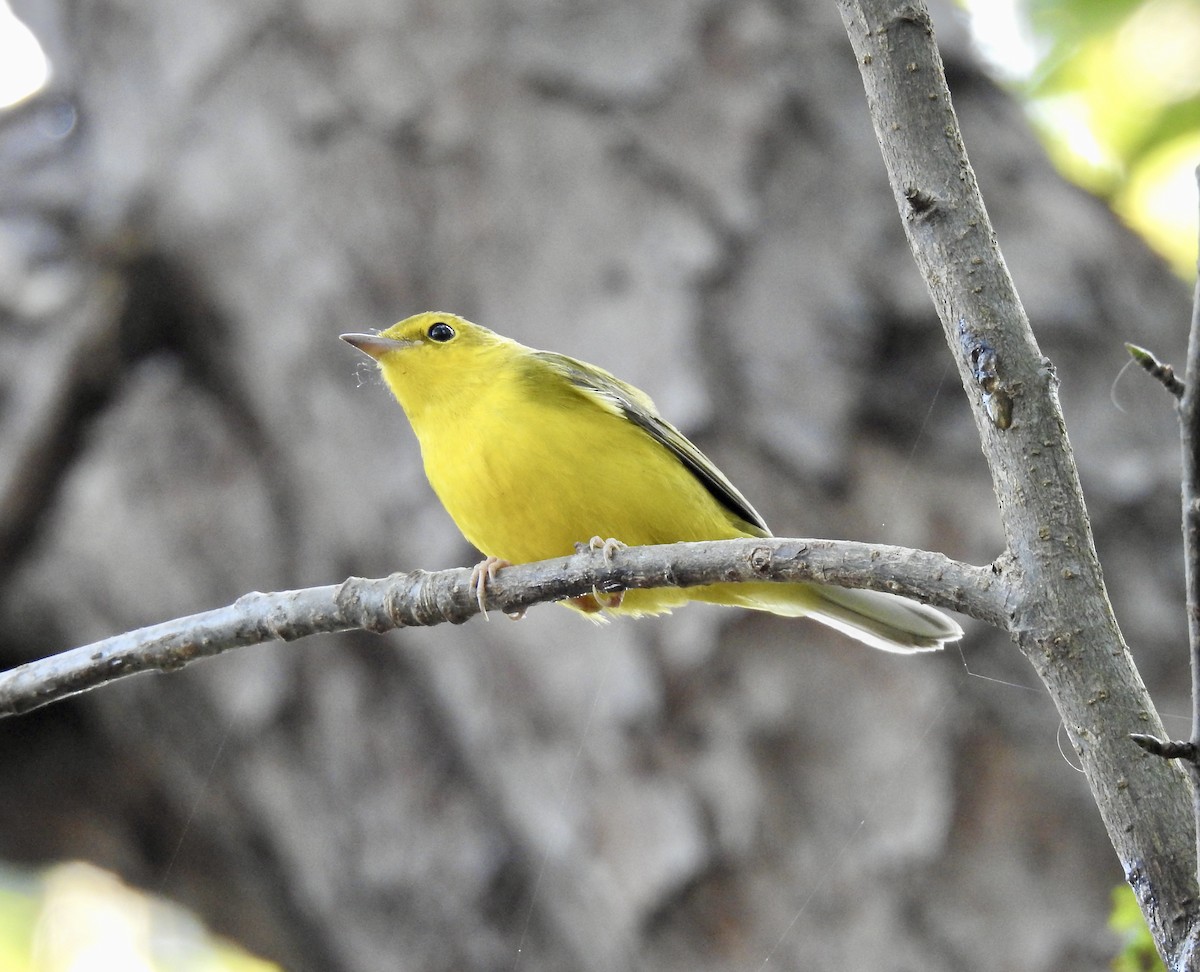 Hooded Warbler - ML374310501