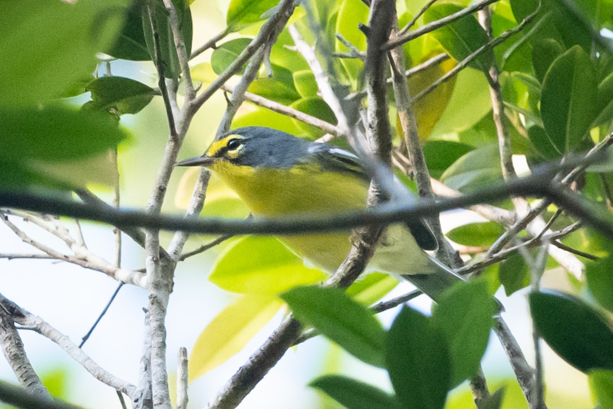 Adelaide's Warbler - ML374311771