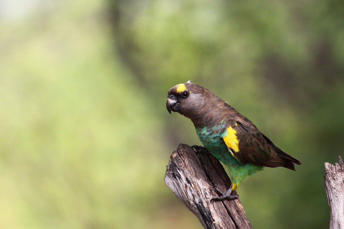 Meyer's Parrot - ML374312391