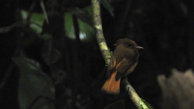 Porte-éventail de Swainson - ML374312401