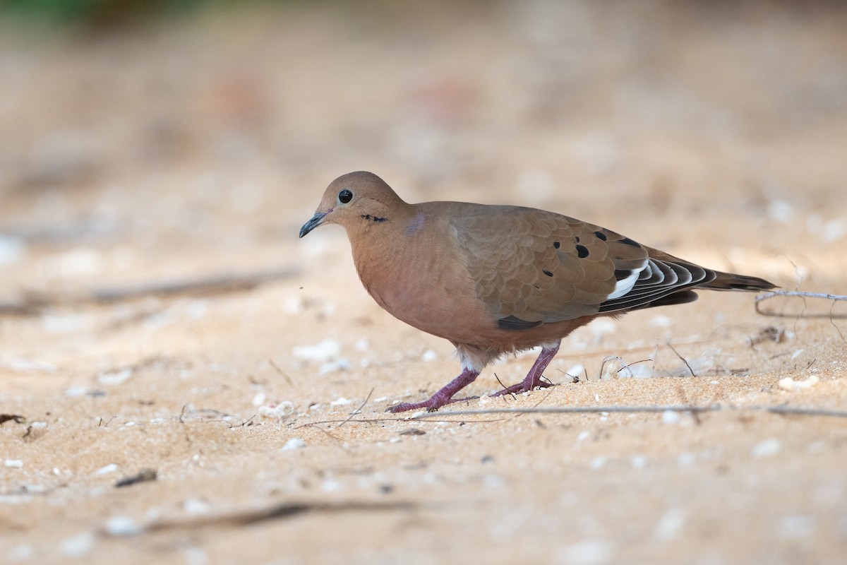 Zenaida Dove - ML374313541