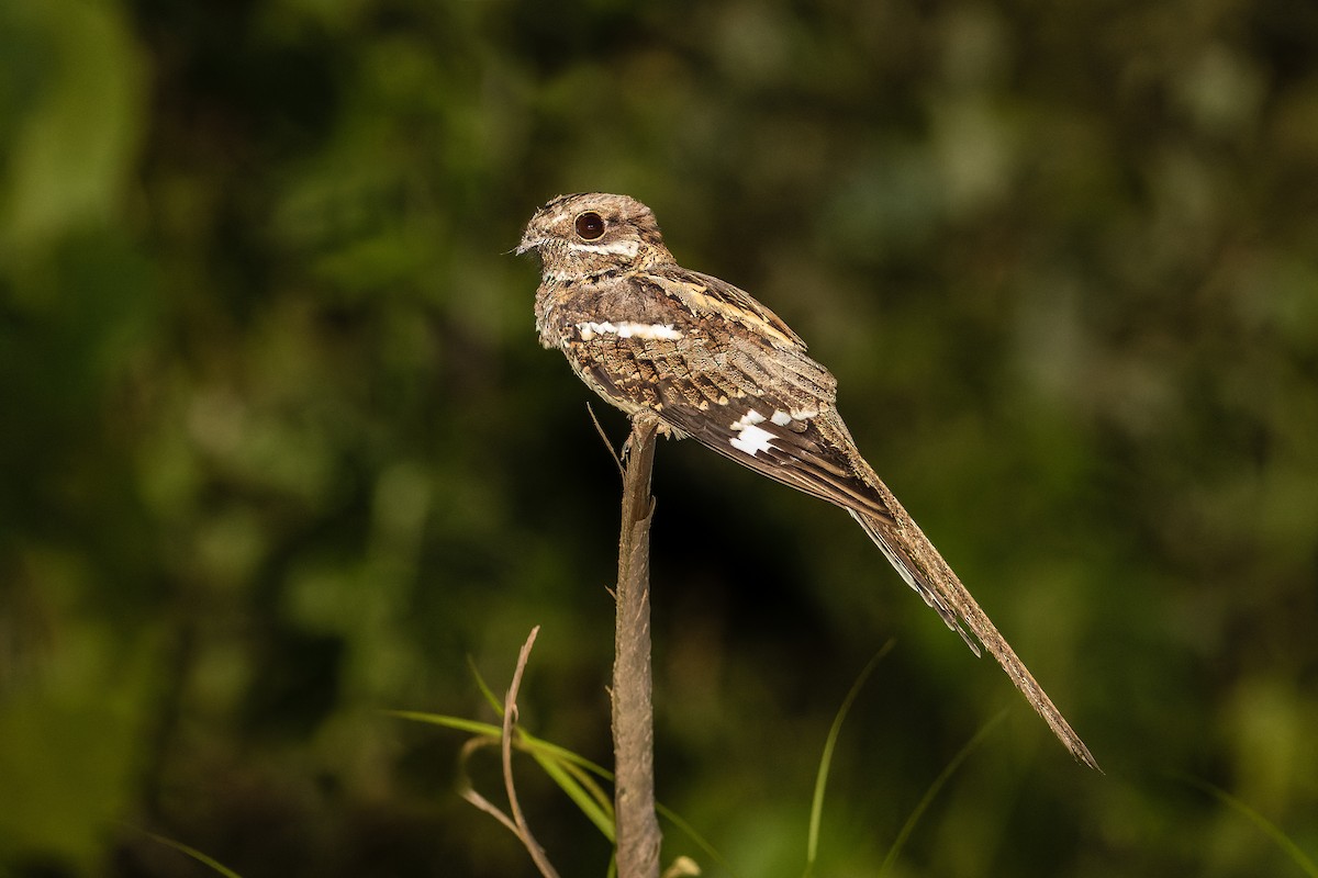 Long-tailed Nightjar - ML374314171