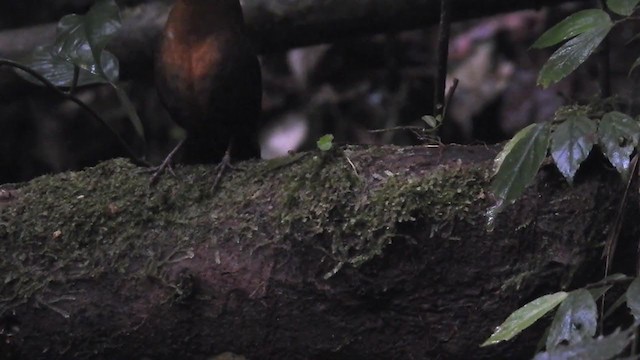 Slaty Bristlefront - ML374314641