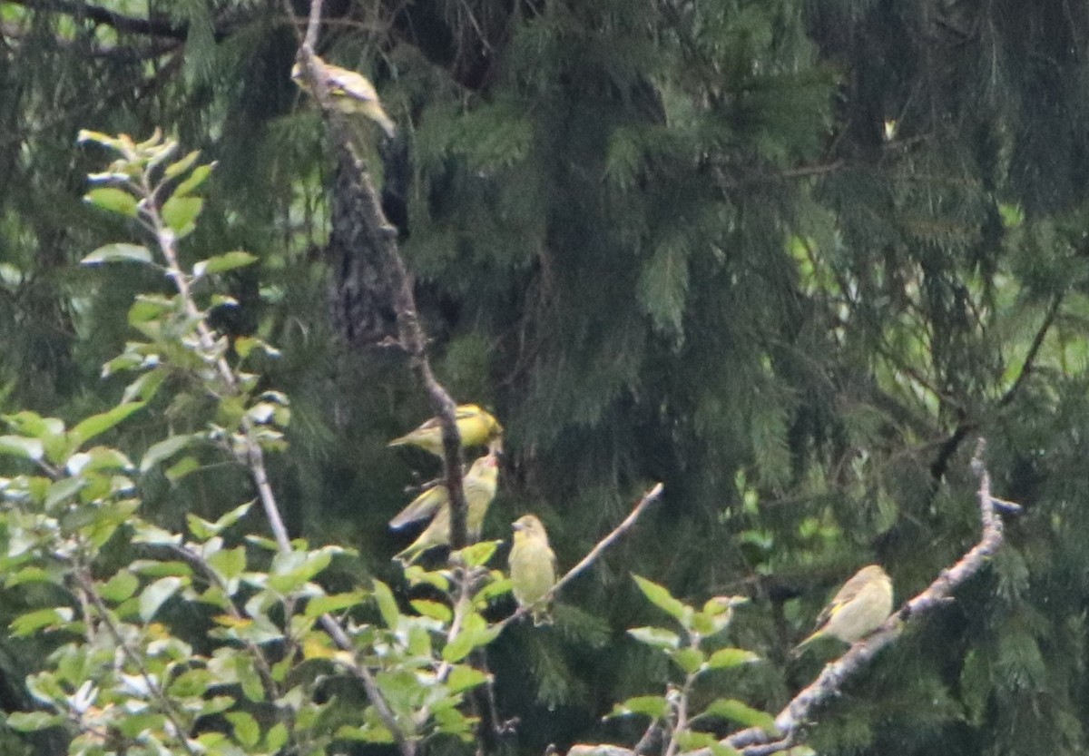 Yellow-breasted Greenfinch - ML374314781