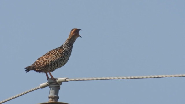 Painted Francolin - ML374316801