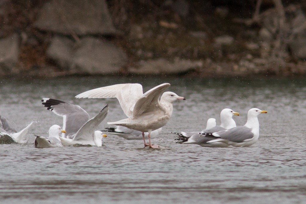 Glaucous Gull - Ilya Povalyaev