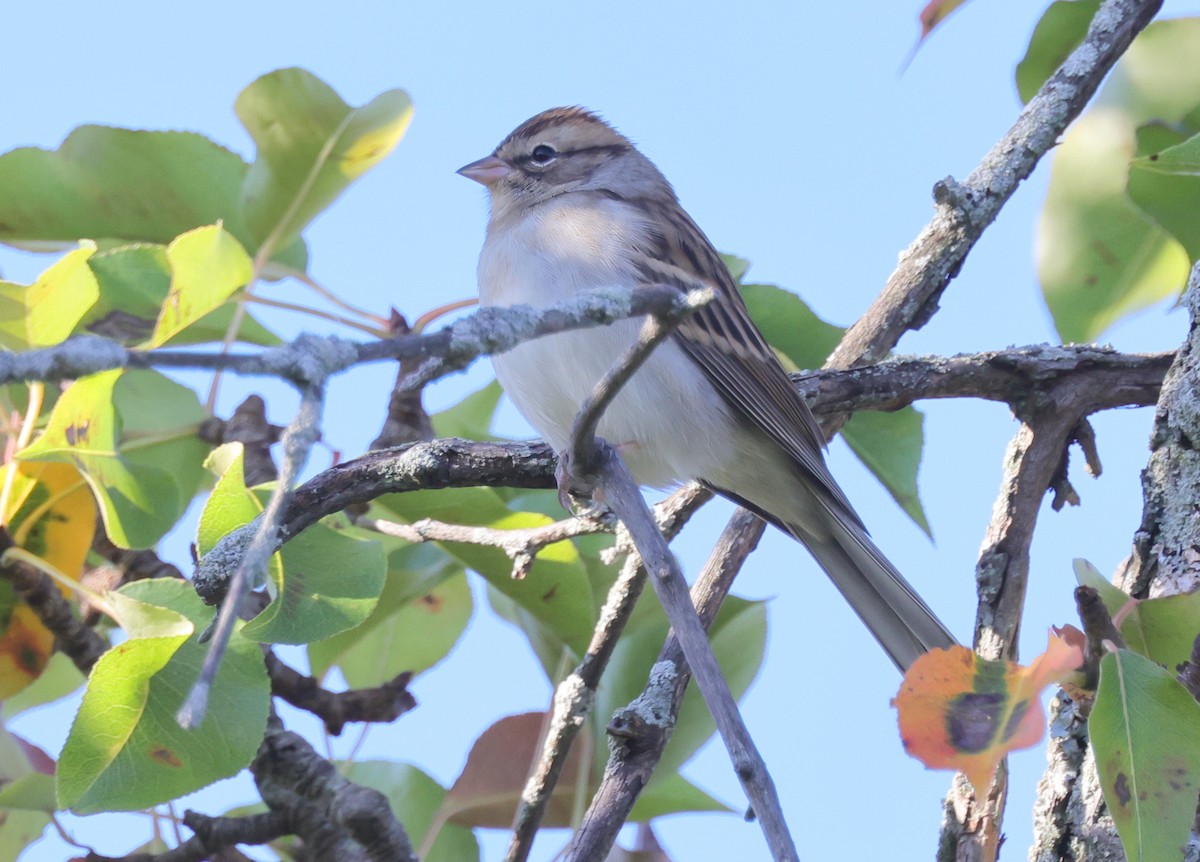 Chipping Sparrow - ML374317161