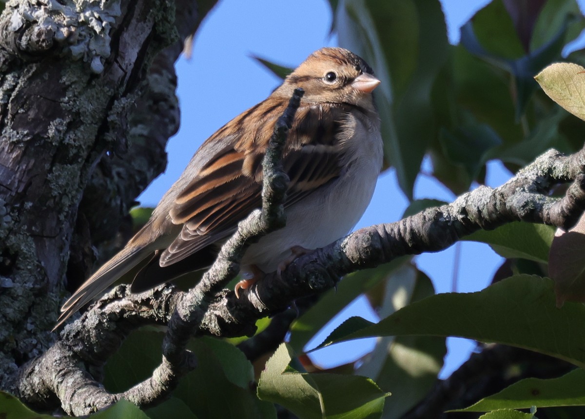 Chipping Sparrow - ML374317231