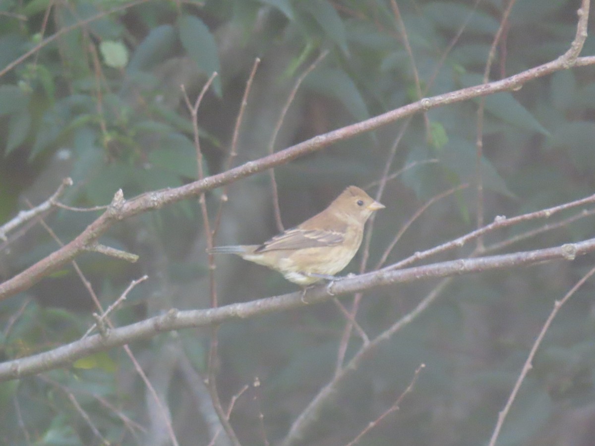 Indigo Bunting - ML374319511