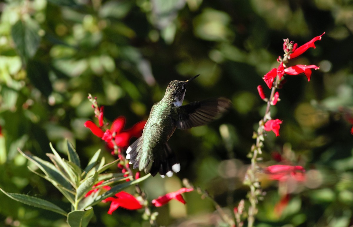 Ruby-throated Hummingbird - Richard Chirumbole