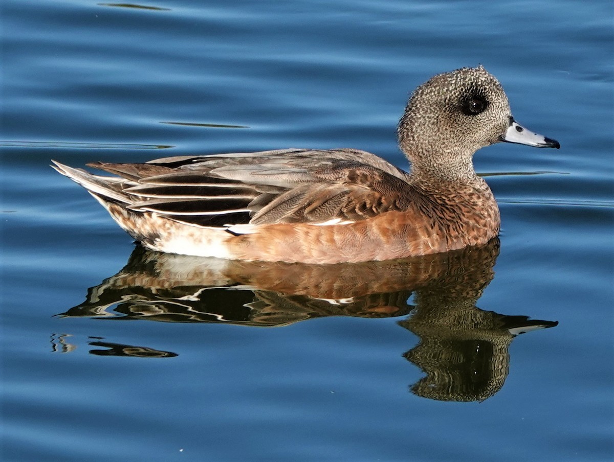 American Wigeon - Richard Block