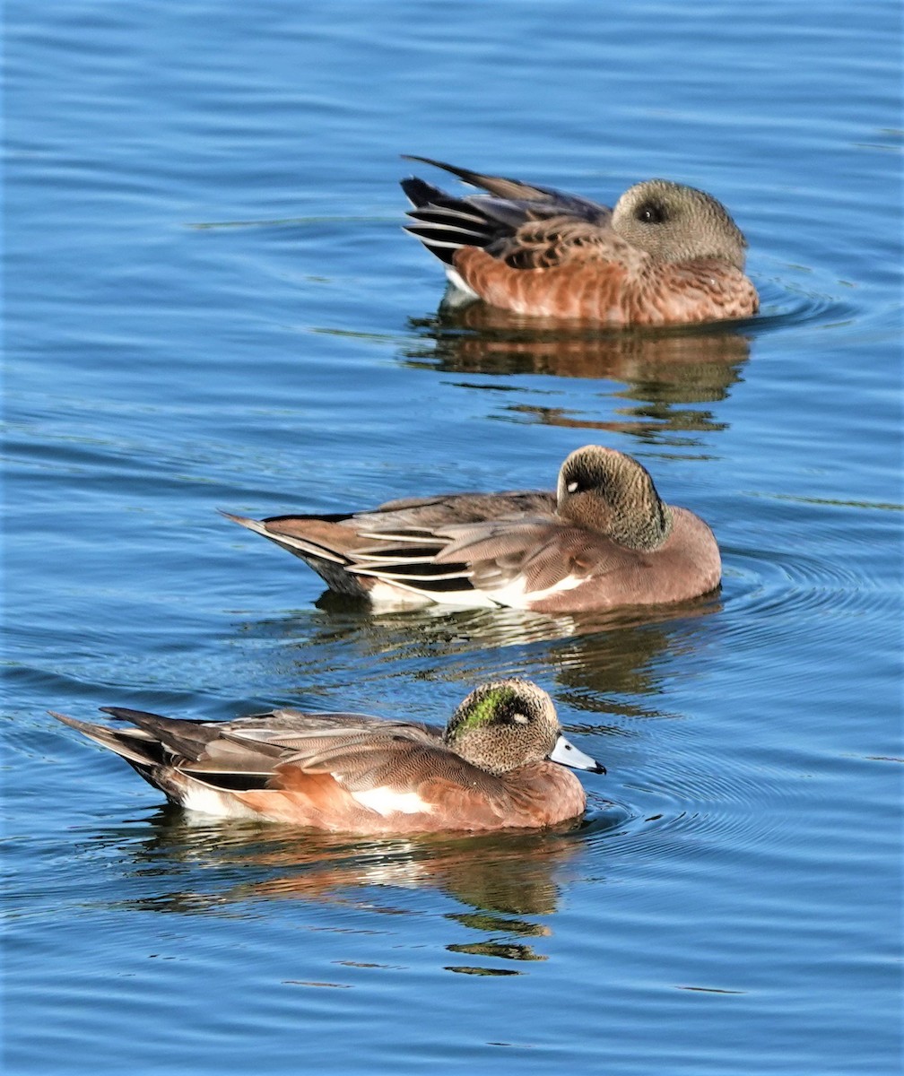 American Wigeon - Richard Block