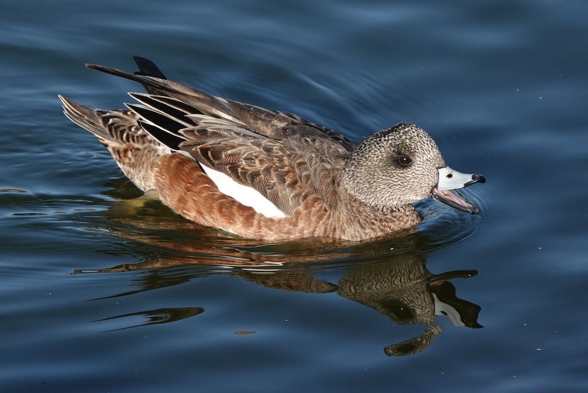 American Wigeon - Richard Block