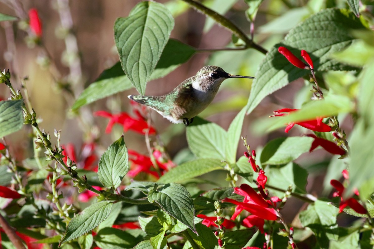 Ruby-throated Hummingbird - Richard Chirumbole