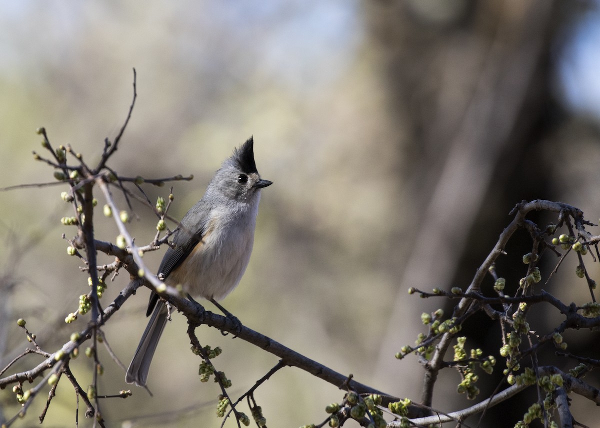 Black-crested Titmouse - ML374321931