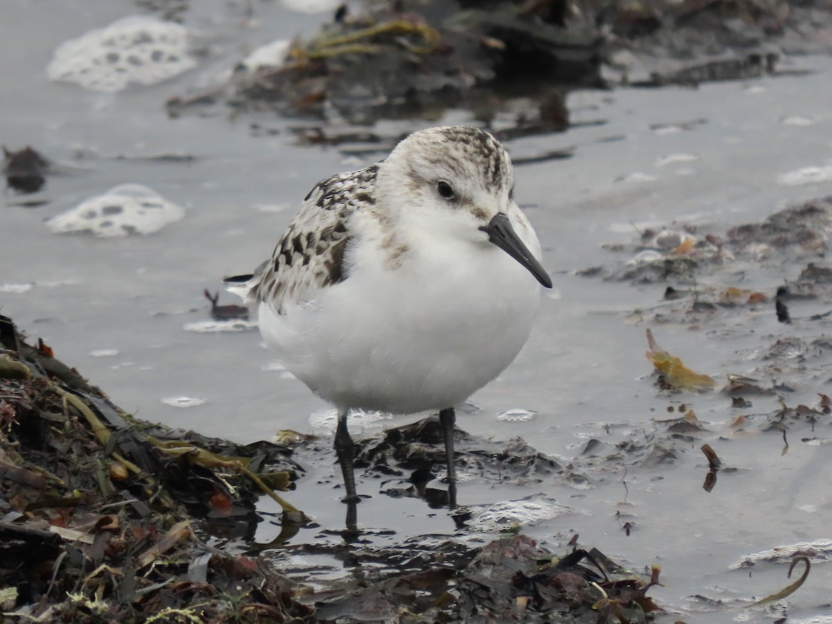 Sanderling - ML374322051