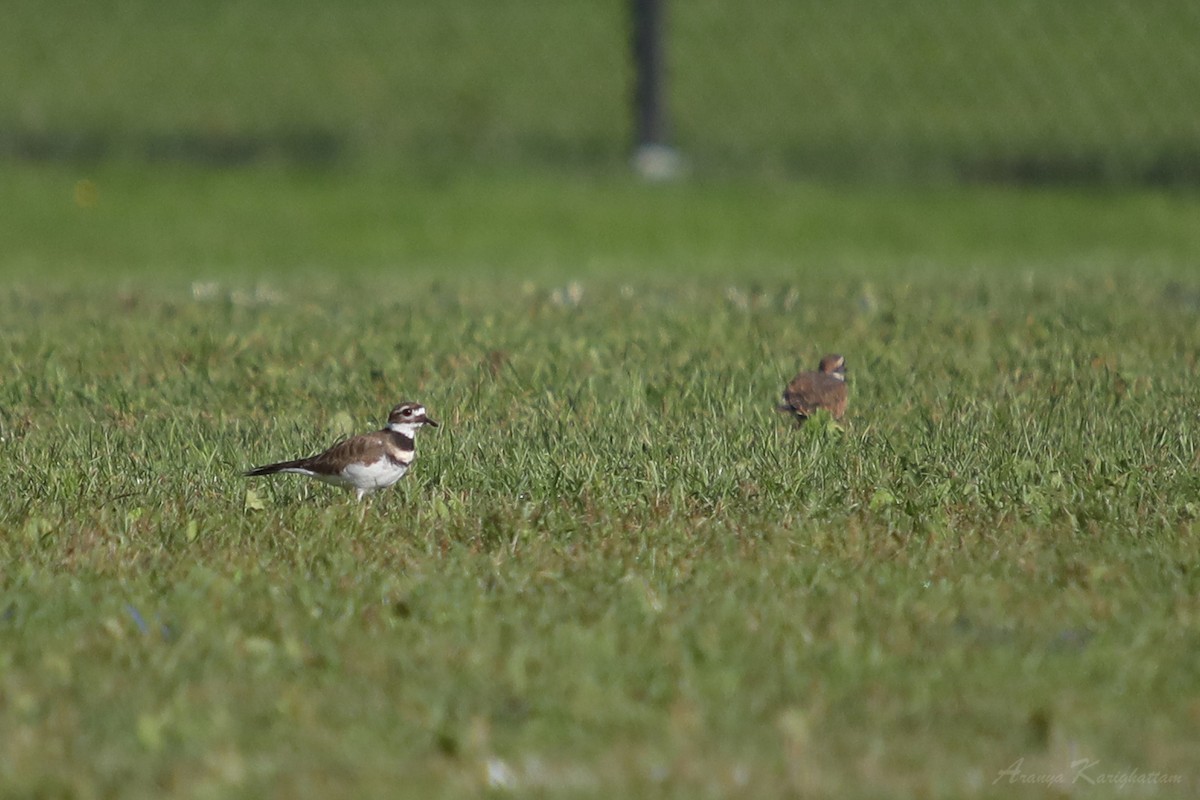 Killdeer - Arav and Aranya Karighattam