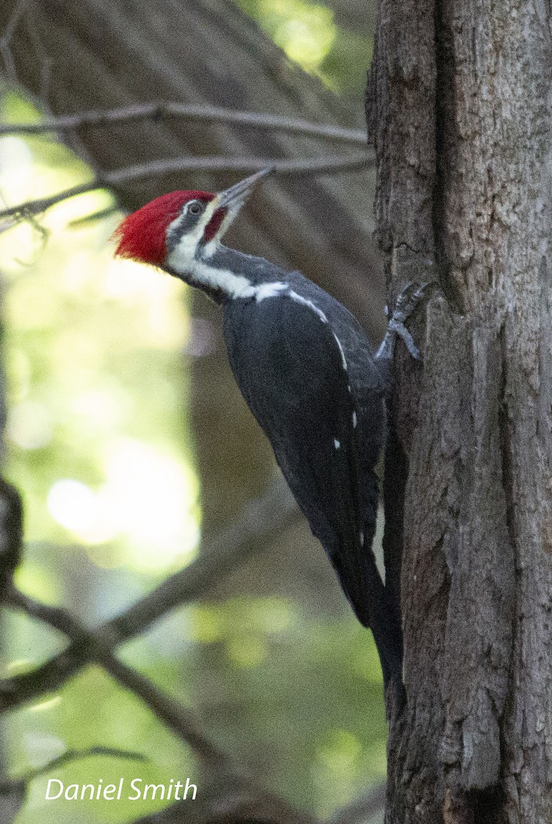 Pileated Woodpecker - ML374324151