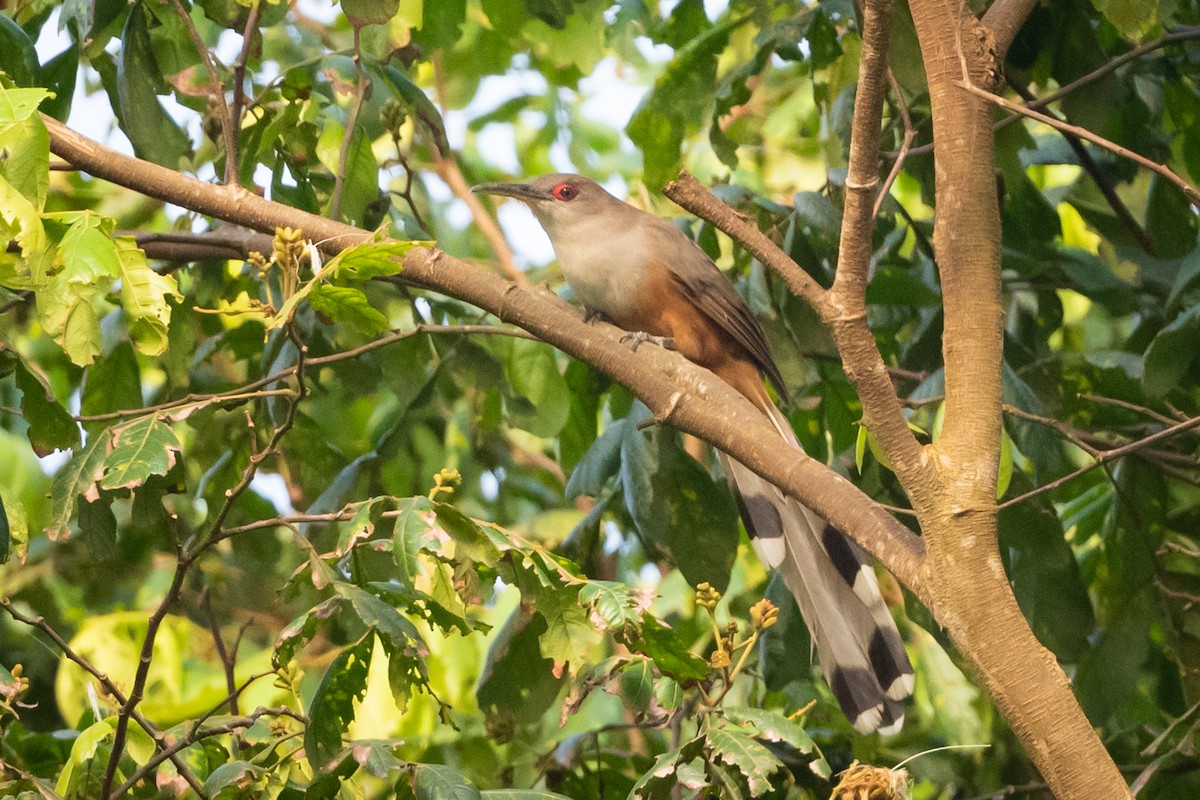 Puerto Rican Lizard-Cuckoo - ML374326731