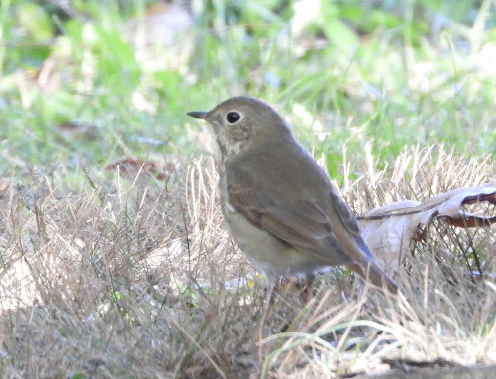 קיכלי חלוד-זנב - ML374326941