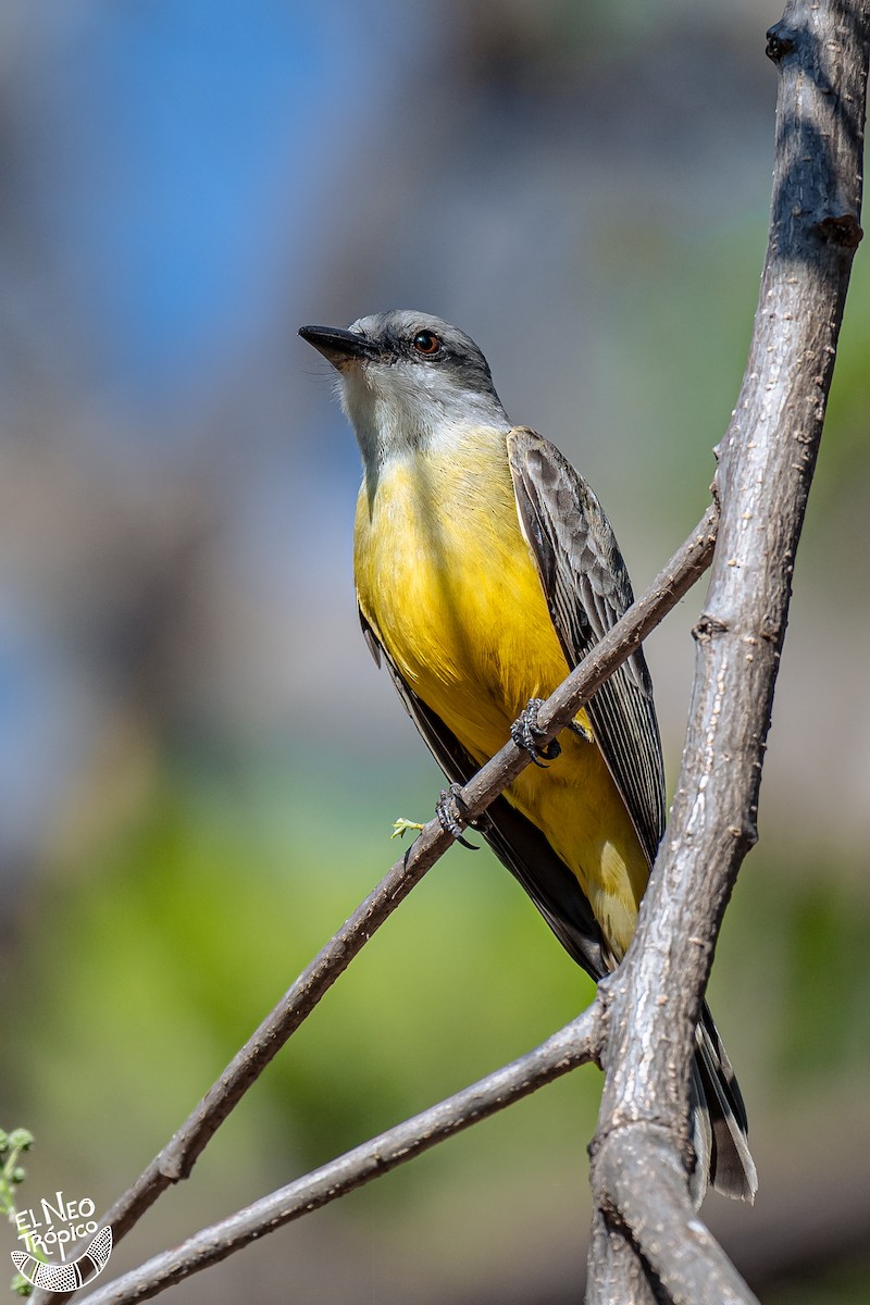 Tropical Kingbird - Daniel Pineda Vera