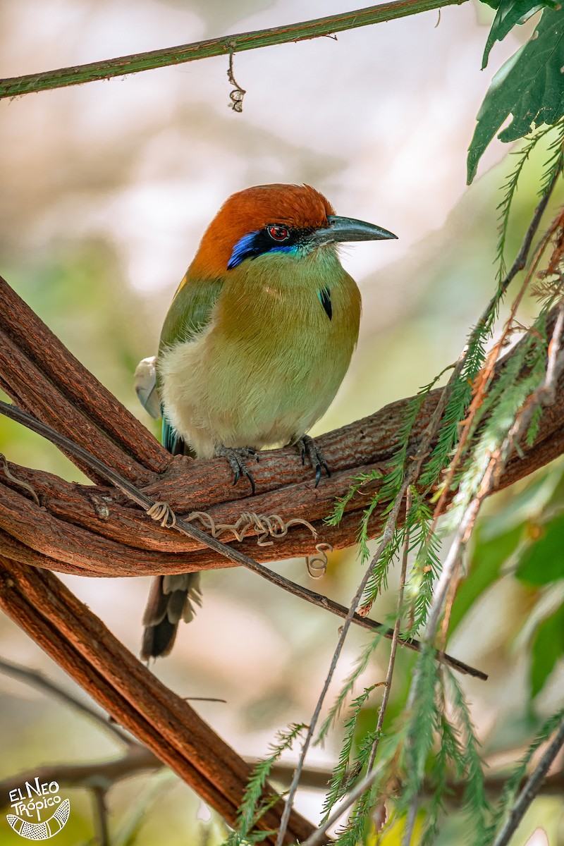 Russet-crowned Motmot - ML374331551