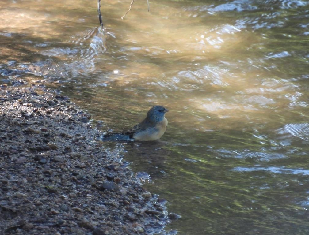 Lazuli Bunting - Stephen Long