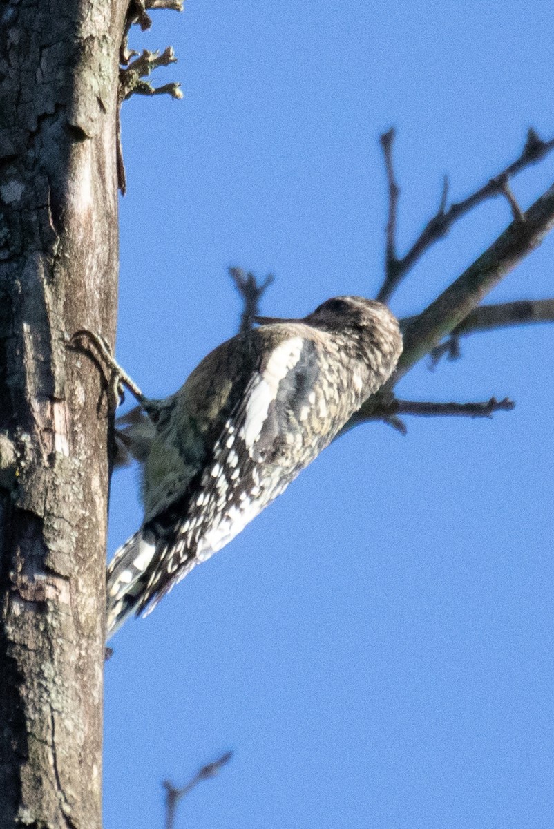 Yellow-bellied Sapsucker - ML374333761