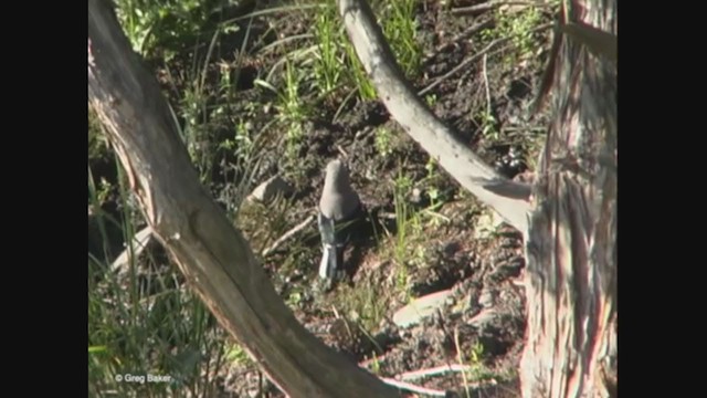 Clark's Nutcracker - ML374334191