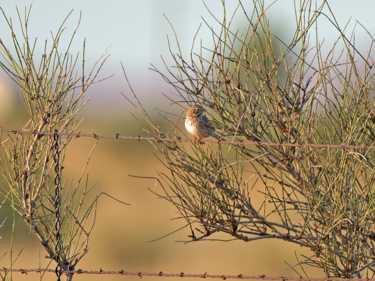 Vesper Sparrow - ML374336061