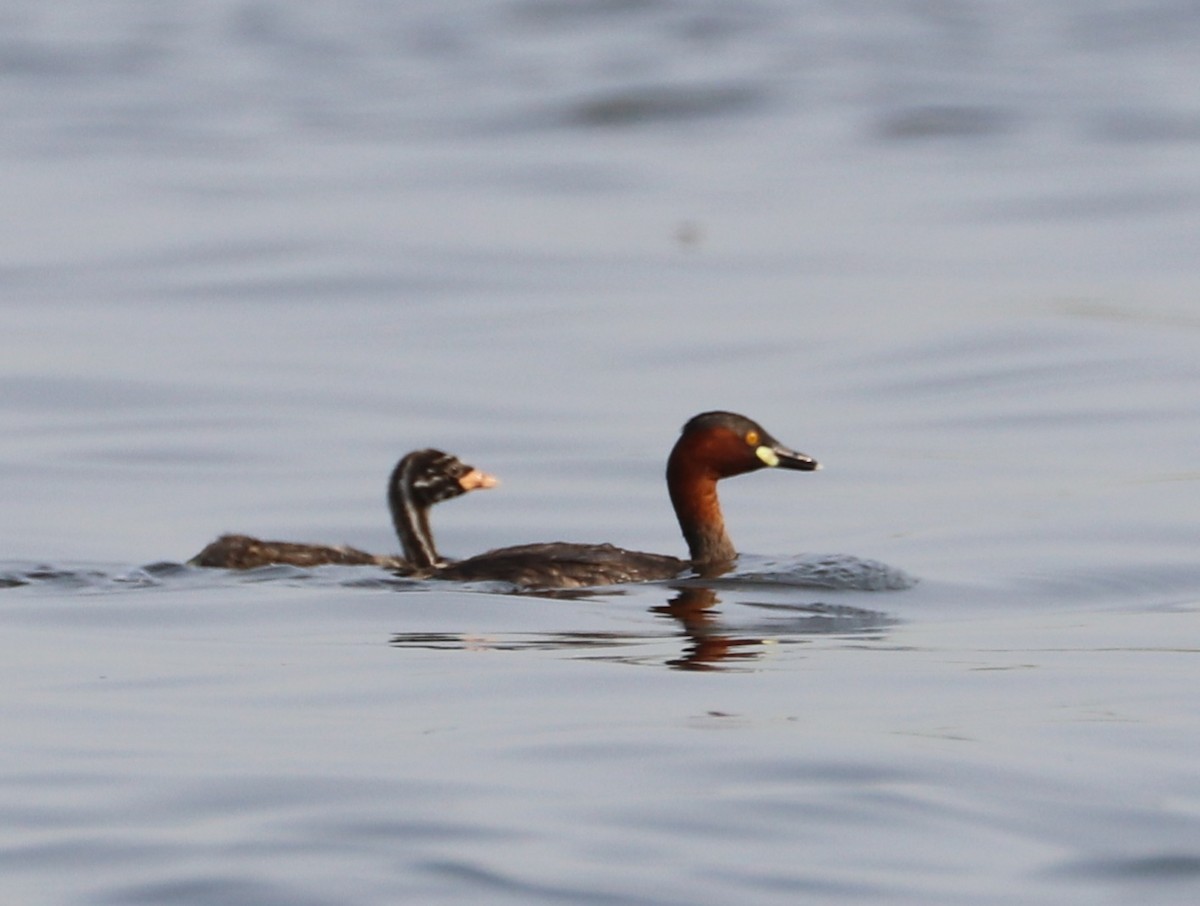 Little Grebe - ML374336131