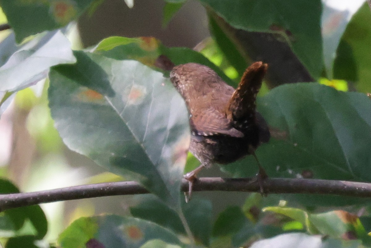 Winter Wren - ML374336201