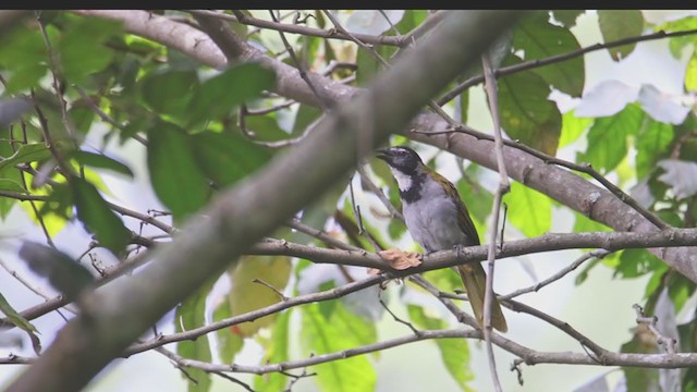 Black-headed Saltator - ML374338001