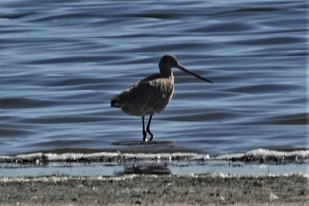 Marbled Godwit - ML374338241