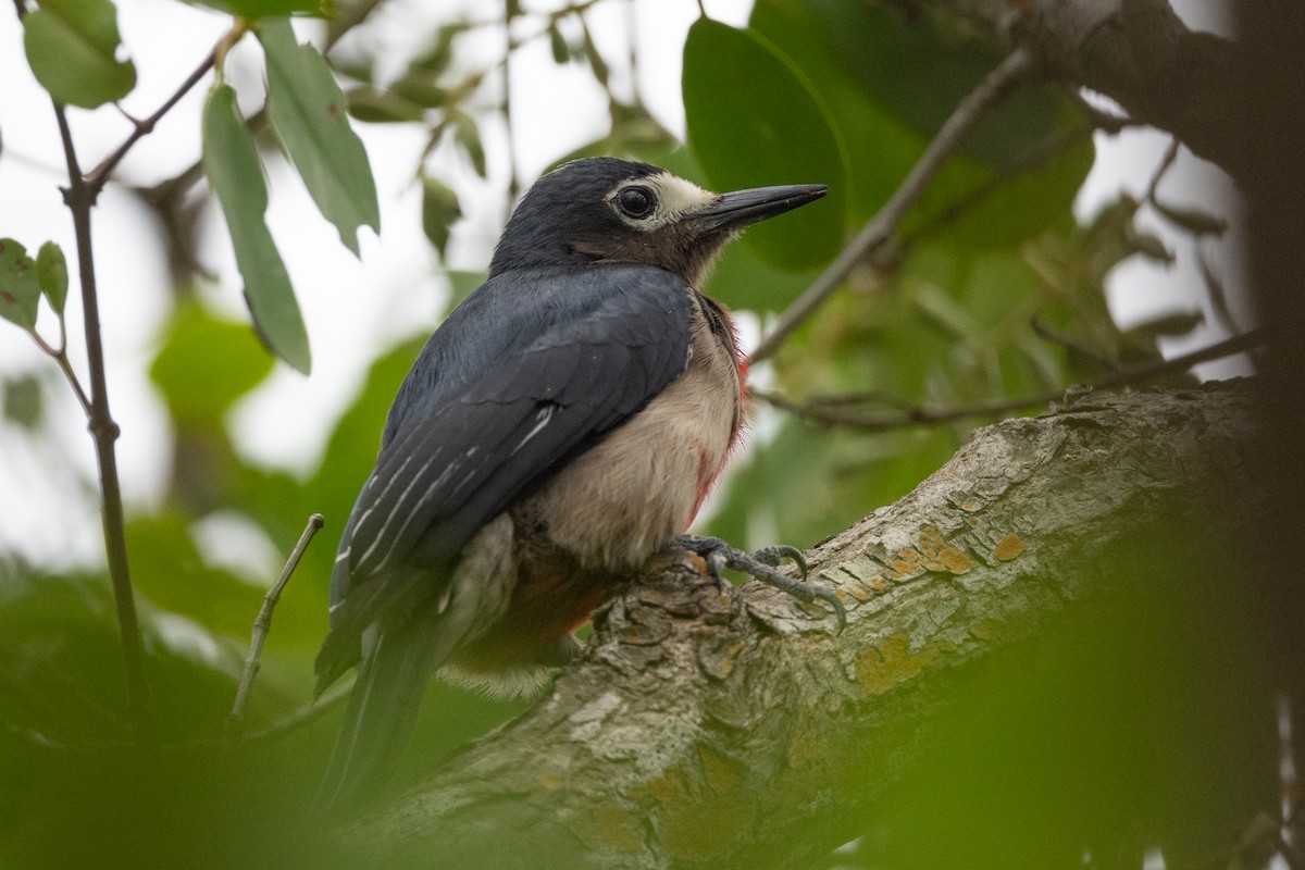 Carpintero Puertorriqueño - ML374338521