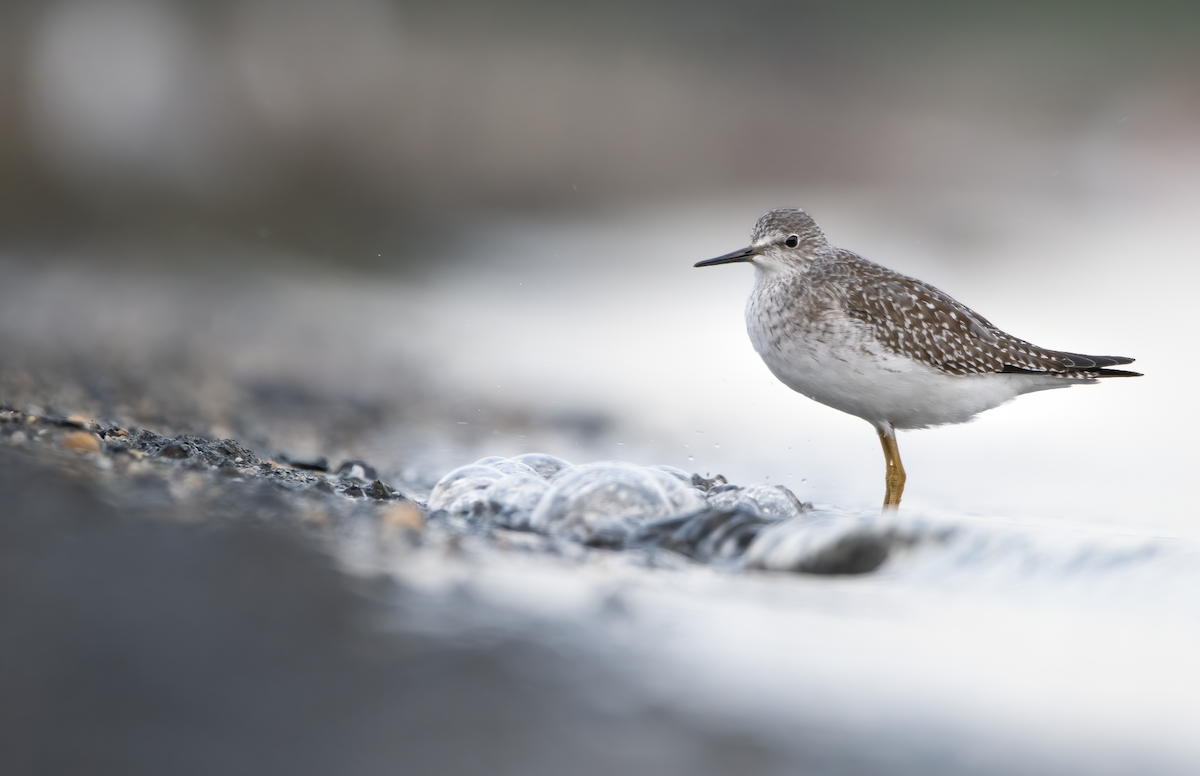 Lesser Yellowlegs - Matthew Dolkart