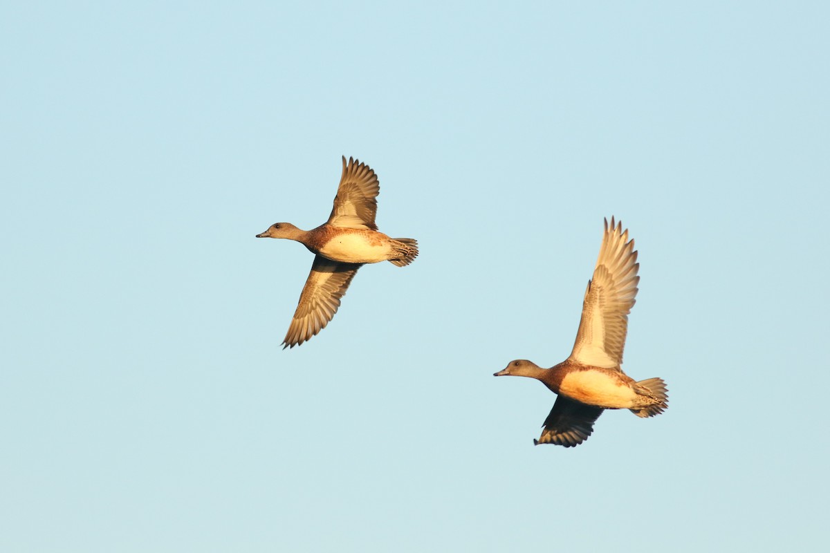 American Wigeon - ML37433991