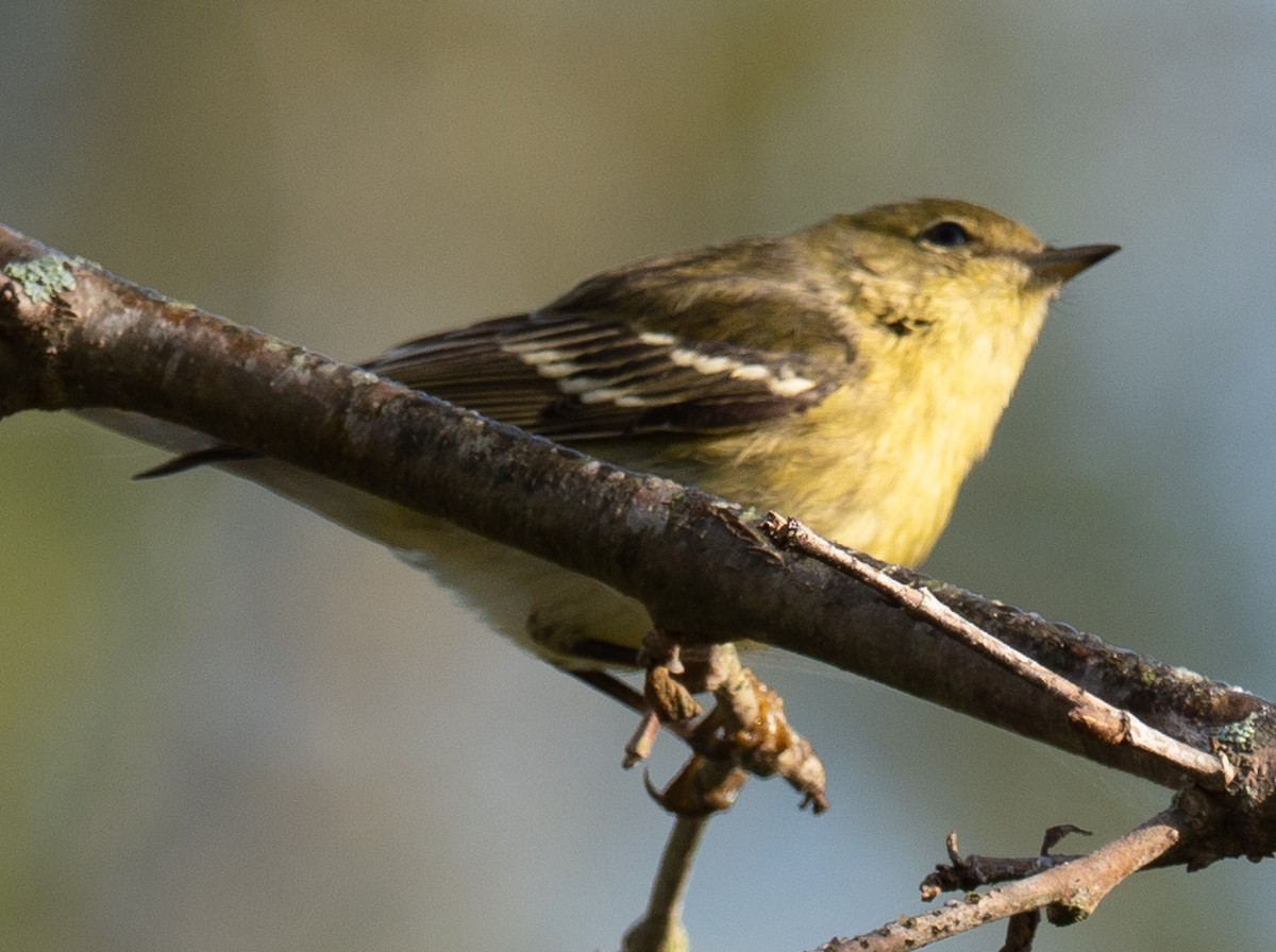 Blackpoll Warbler - ML374340621