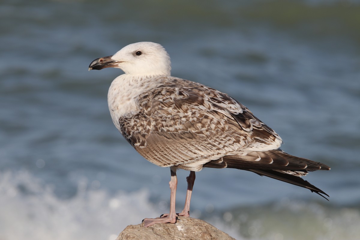 Great Black-backed Gull - ML374342331