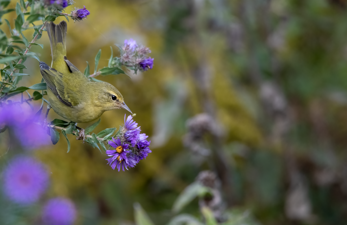 Tennessee Warbler - ML374342551