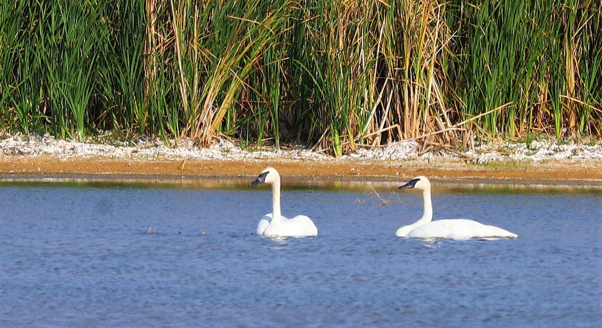 Trumpeter Swan - ML374342571