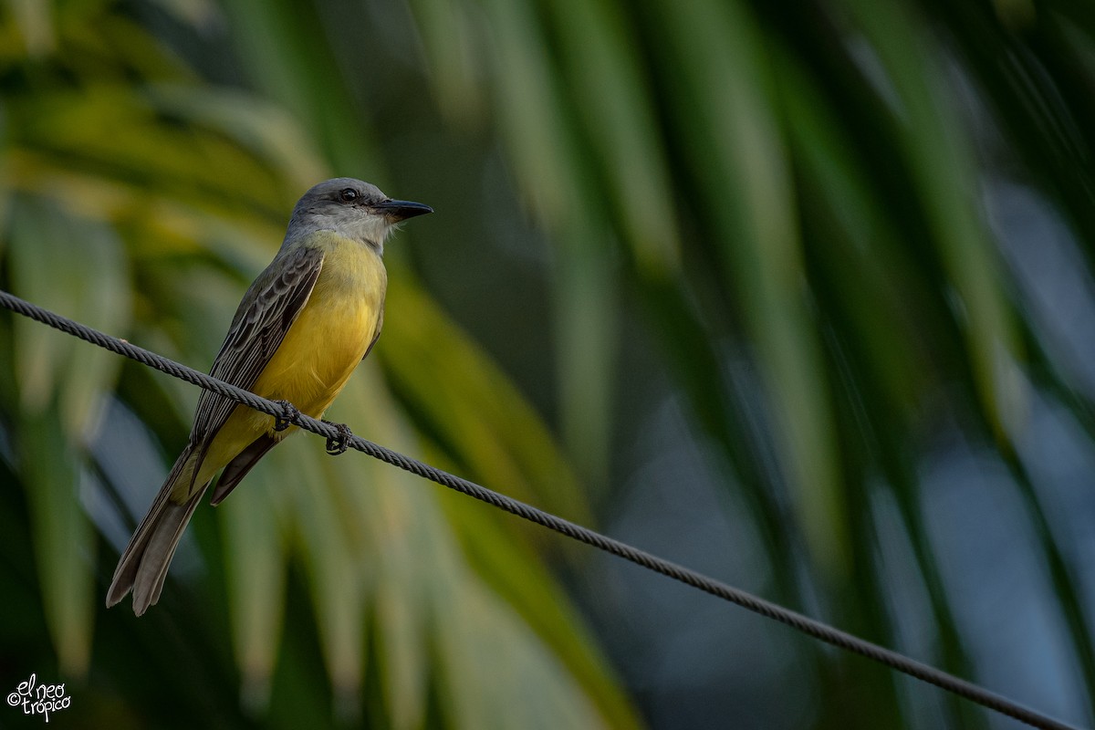 Tropical Kingbird - Daniel Pineda Vera